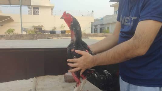 Pure aseel amroha for pet lover