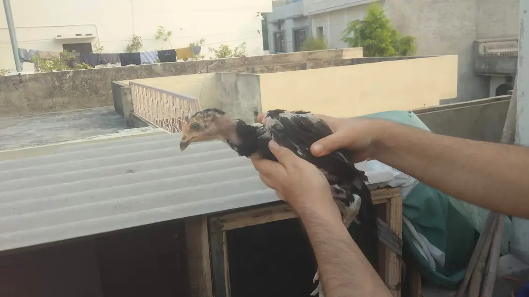 Pure aseel amroha for pet lover — photo 5