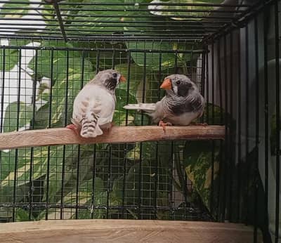 Finch/ finches