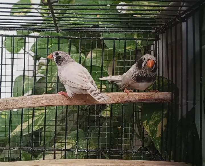 Finch/ finches — photo 2