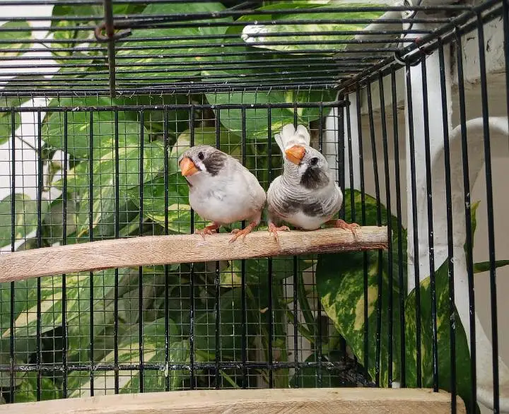 Finch/ finches — photo 3