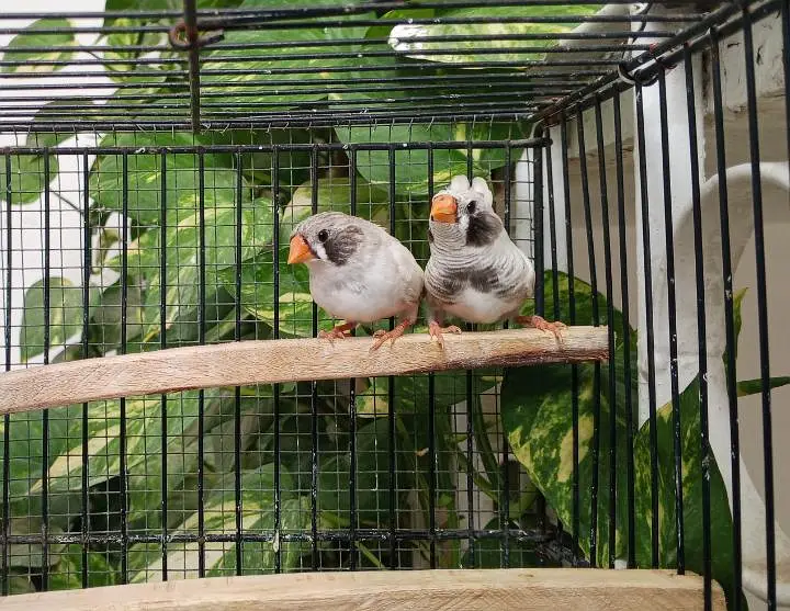Finch/ finches — photo 4