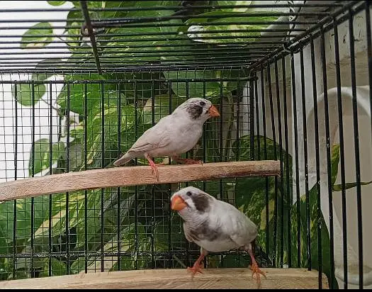 Finch/ finches — photo 5