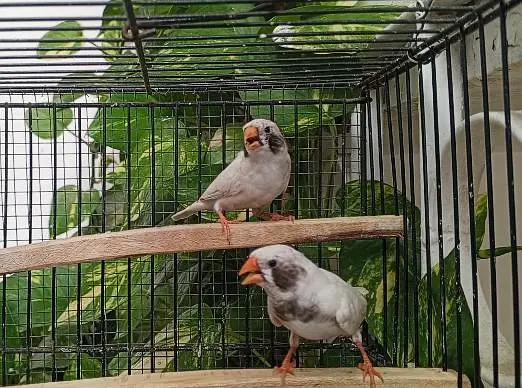 Finch/ finches — photo 6
