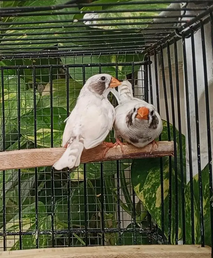 Finch/ finches — photo 7
