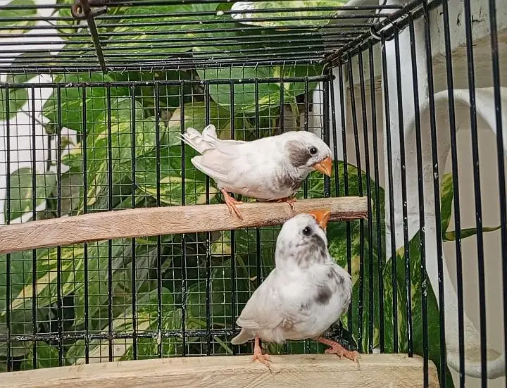 Finch/ finches — photo 8