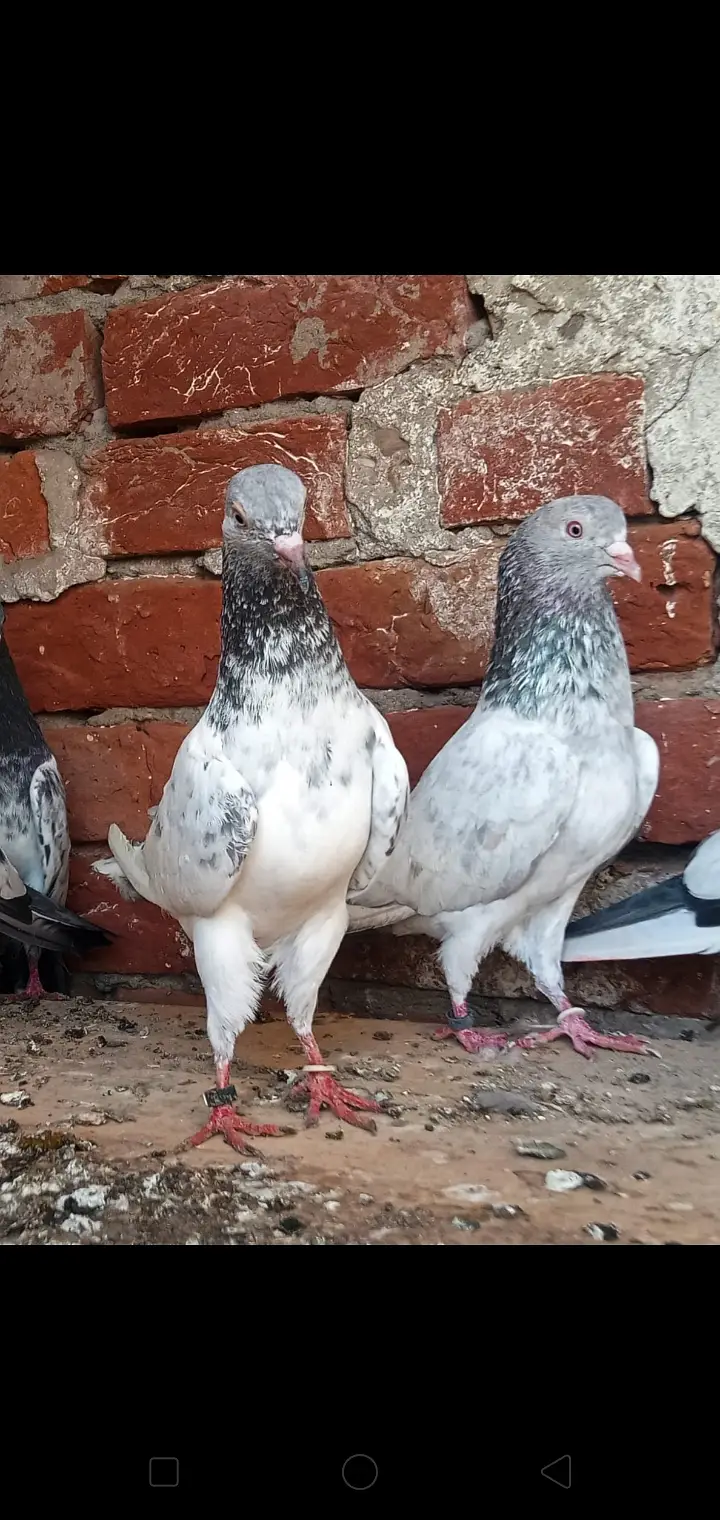 High quality k 6 bchy hn ja Bhai ko chaea hn contact kr lain shukrea — photo 2