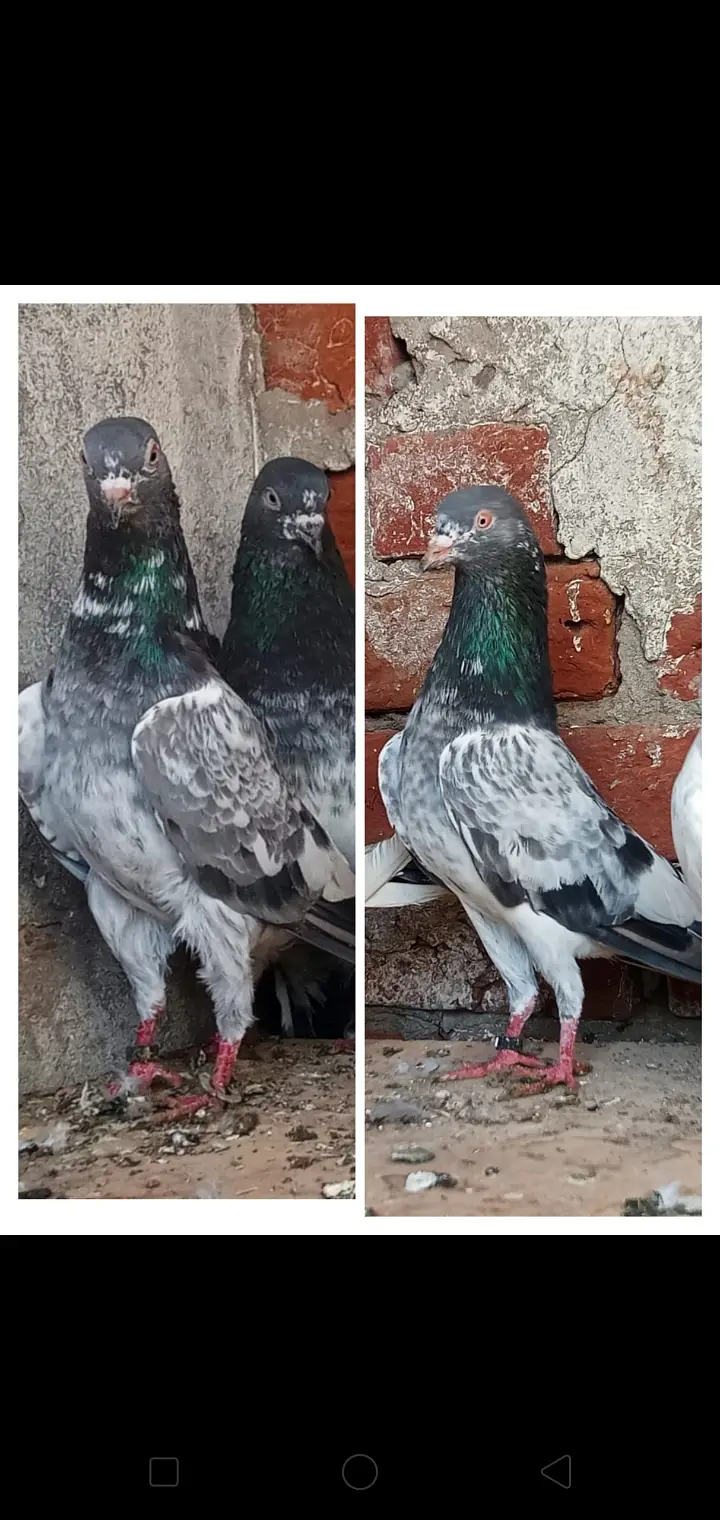 High quality k 6 bchy hn ja Bhai ko chaea hn contact kr lain shukrea — photo 3
