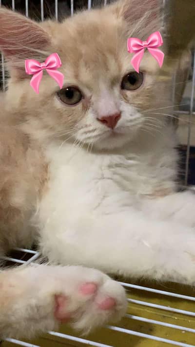 Persian cat Male