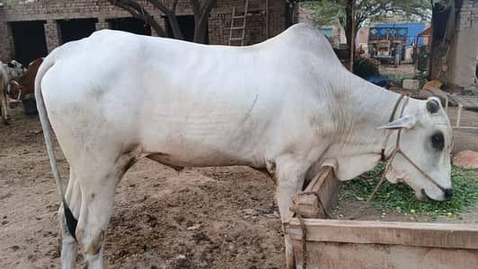 Dajal nasal ka tez raftar safed bail