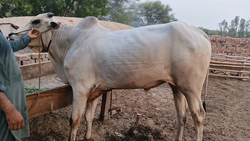 Dajal nasal ka tez raftar safed bail — photo 2