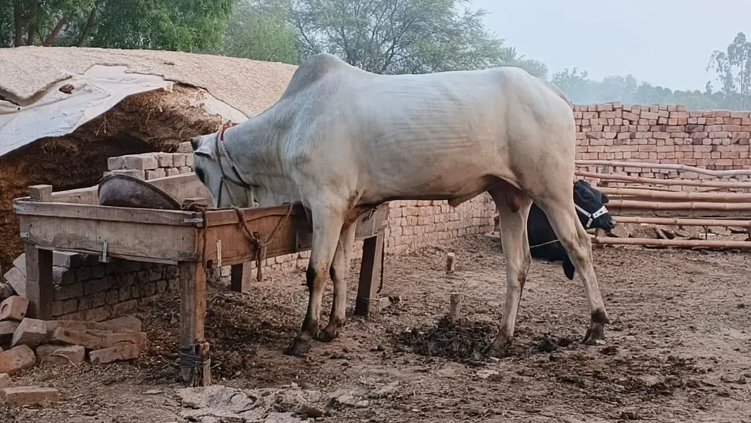 Dajal nasal ka tez raftar safed bail — photo 3