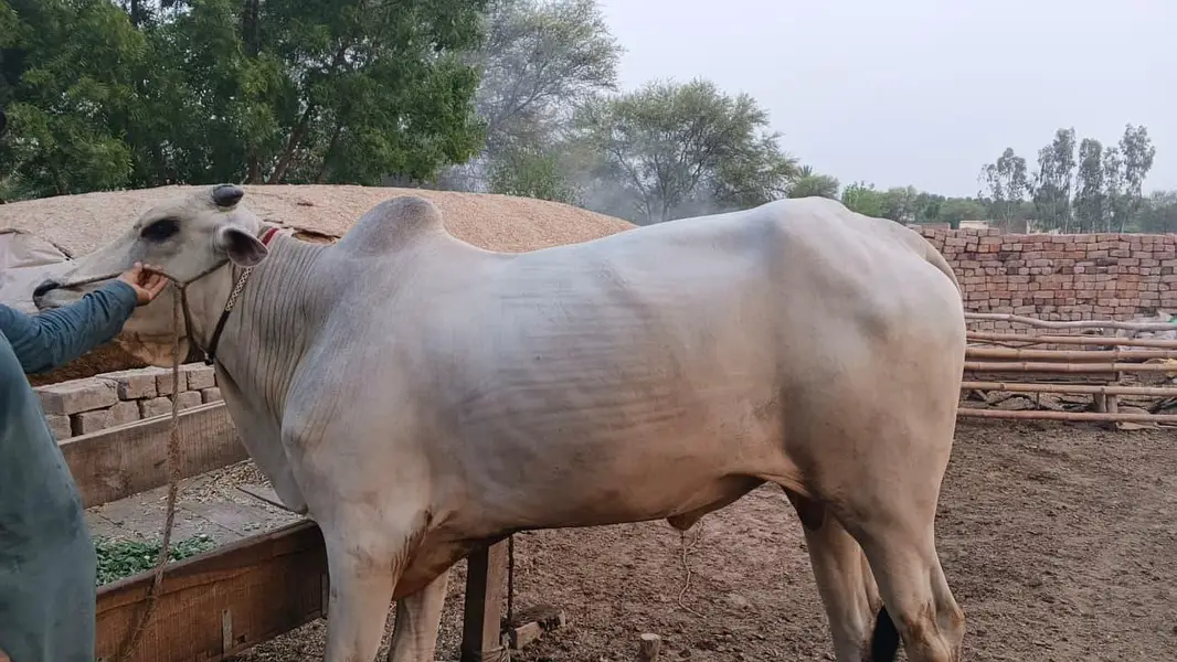 Dajal nasal ka tez raftar safed bail — photo 4