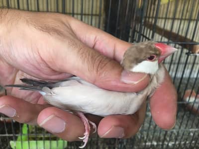 Green Euwing opaline /b1