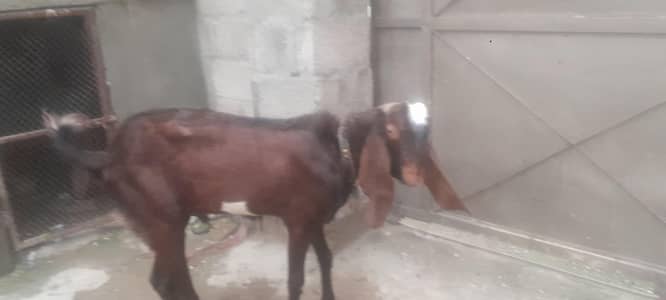 beetal bakra for sale