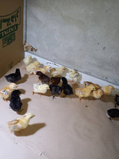 Golden misri chicks for sale  Healthy and active