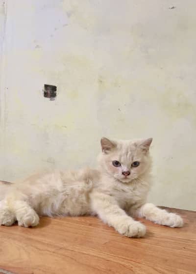 Persian kitten