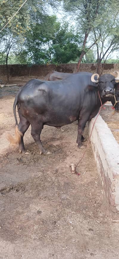 Buffalos