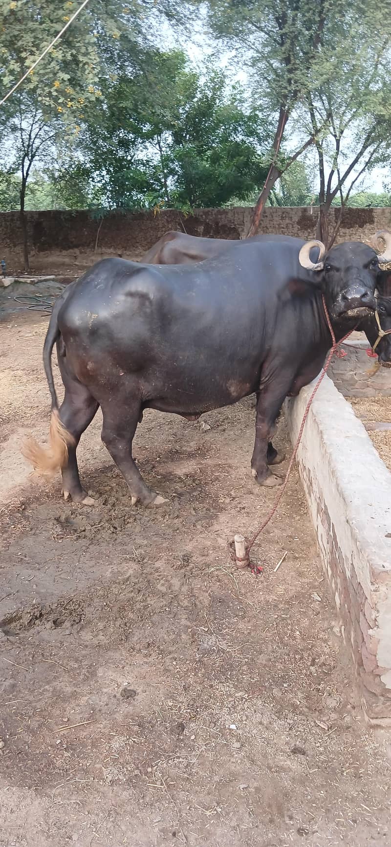 Buffalos 0