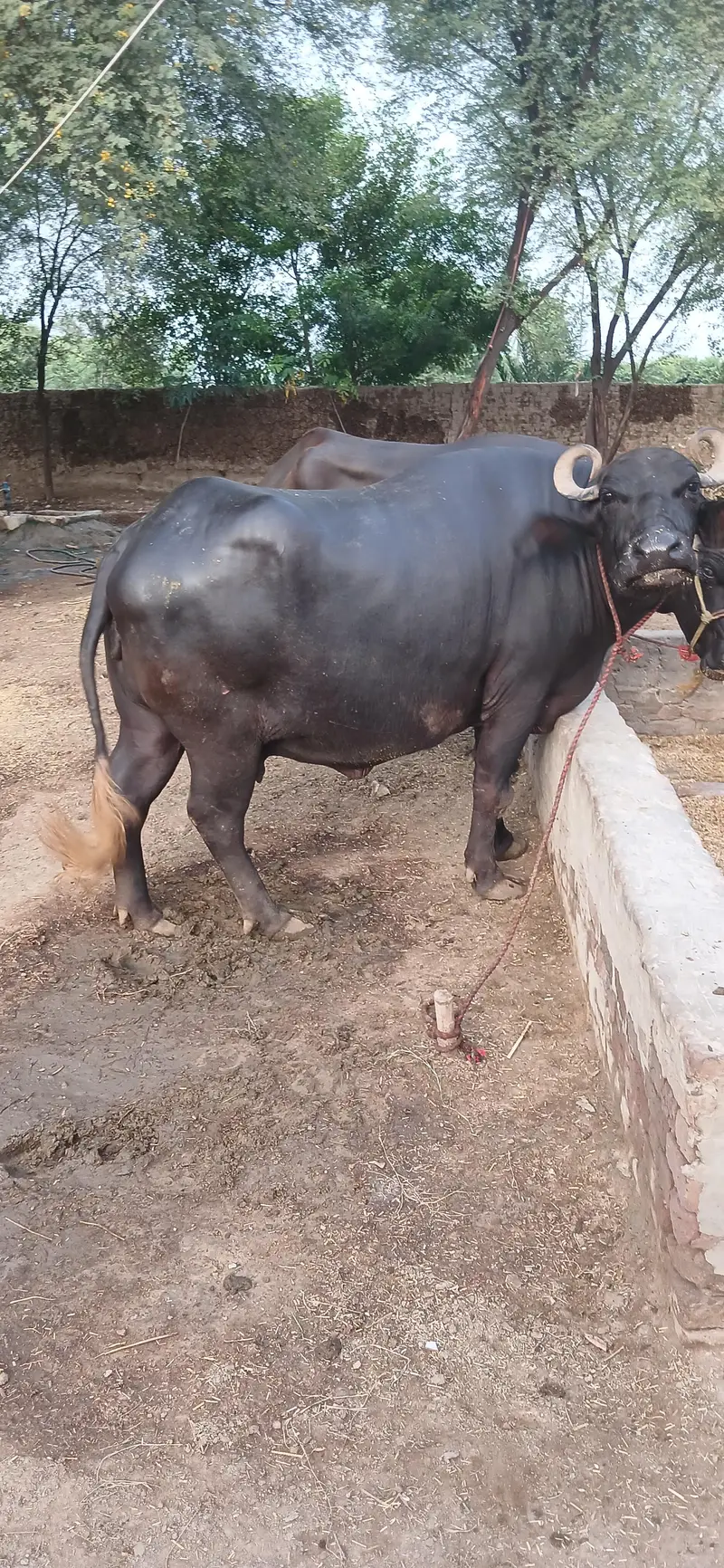Buffalos