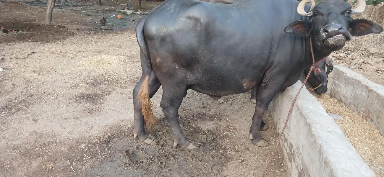 Buffalos — photo 2