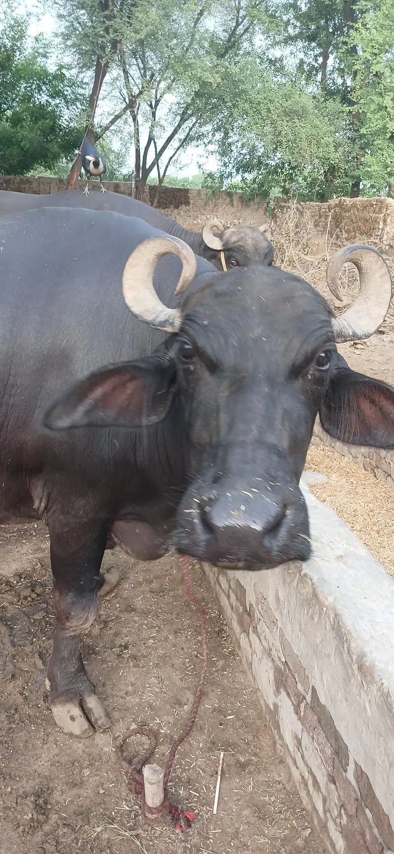 Buffalos — photo 3