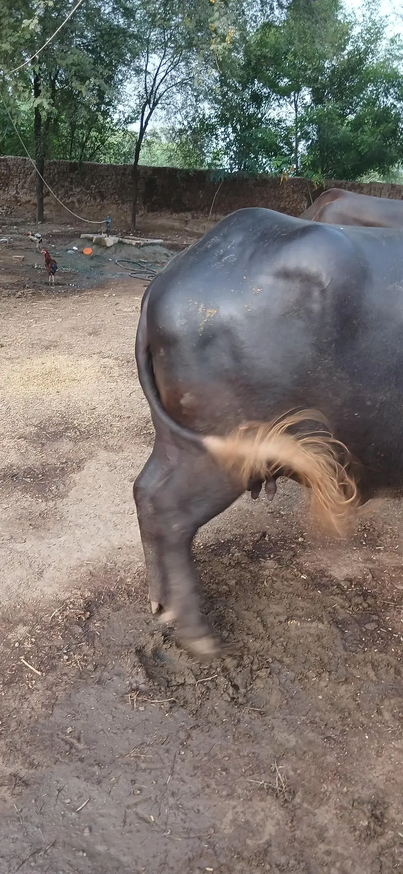 Buffalos — photo 4