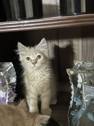 3 months old kittens