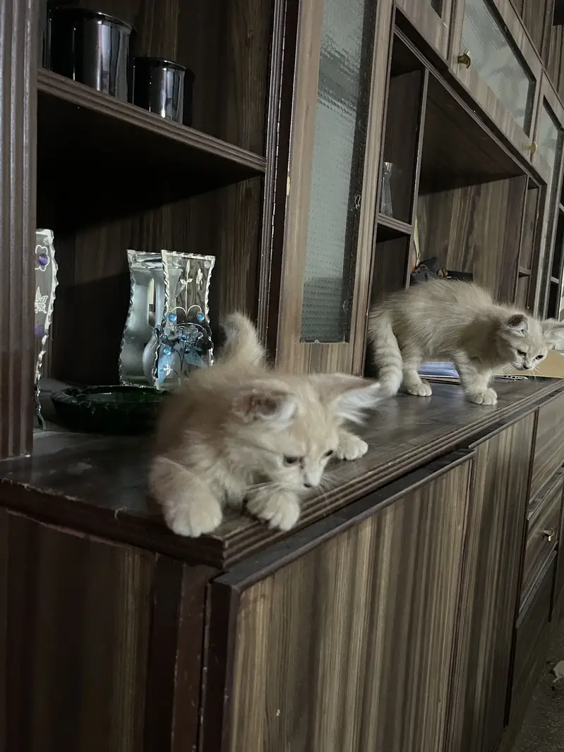 3 months old kittens — photo 2