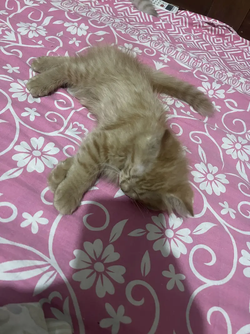 3 months old kittens — photo 3