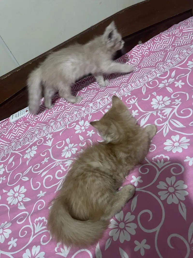 3 months old kittens — photo 4