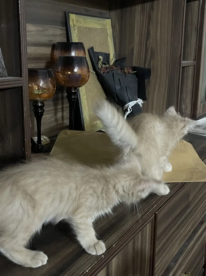 3 months old kittens — photo 5