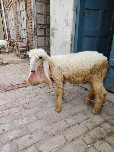 پیور کجلی بھیڑ