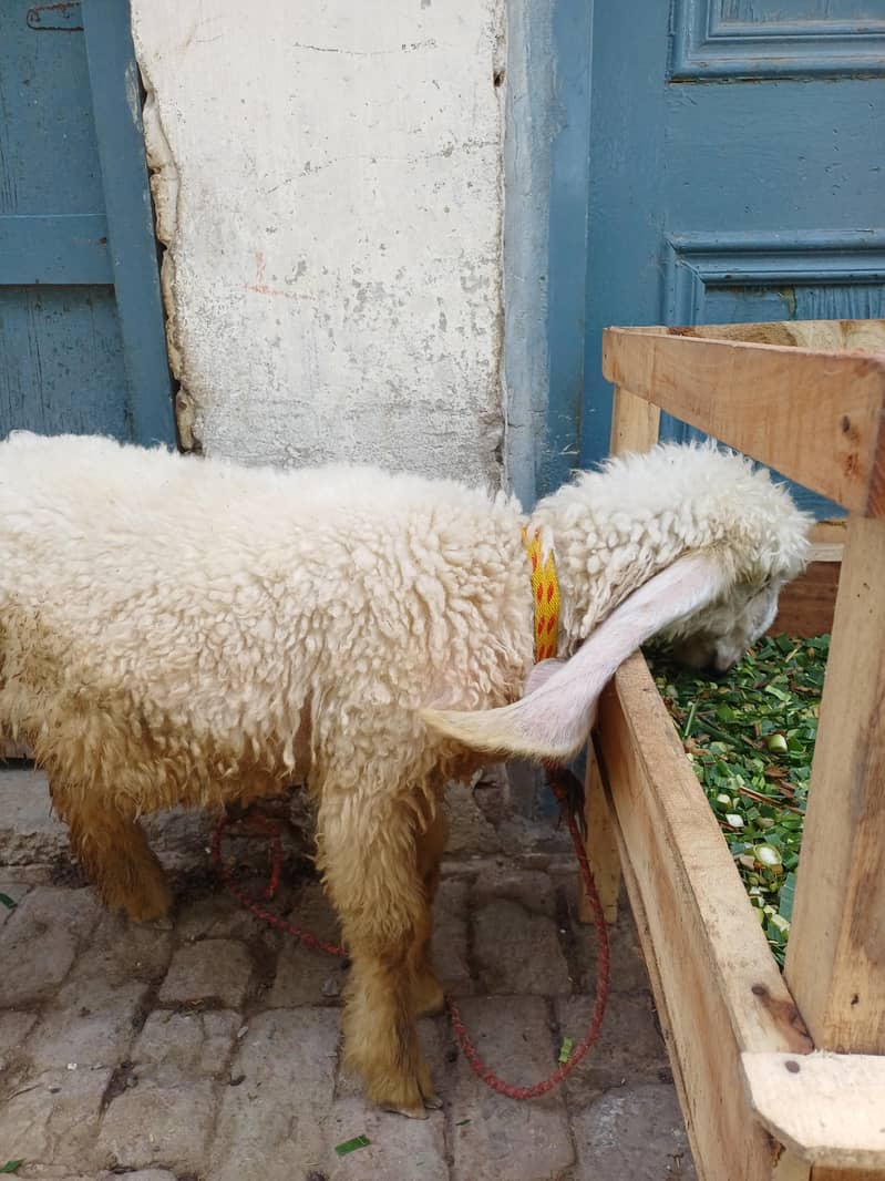 پیور کجلی بھیڑ 1