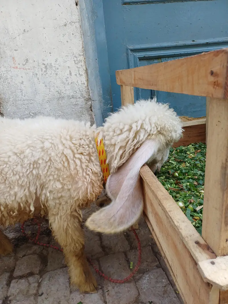 پیور کجلی بھیڑ — photo 3