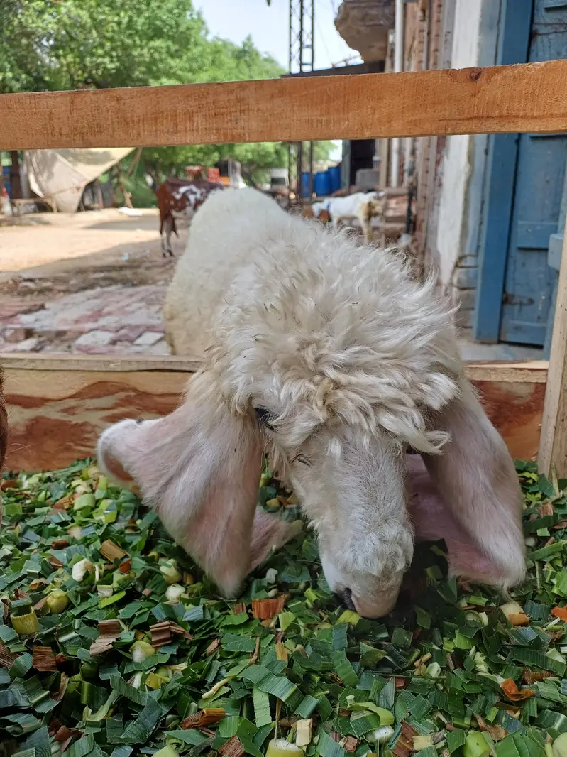 پیور کجلی بھیڑ — photo 5