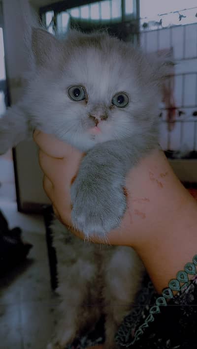 Persian kittens