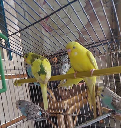 cobalt budgie and bright yellow