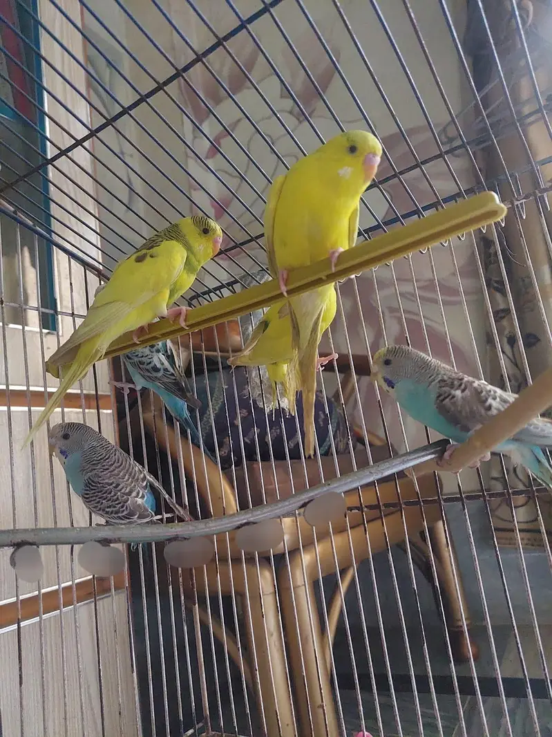 cobalt budgie and bright yellow — photo 2