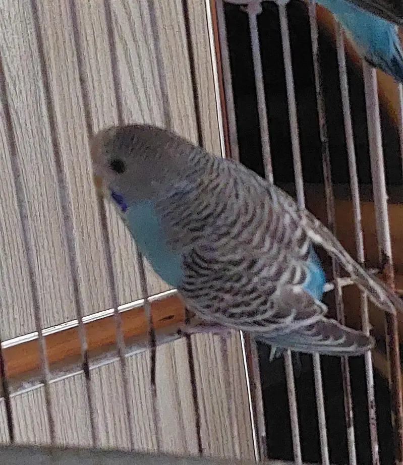 cobalt budgie and bright yellow — photo 3