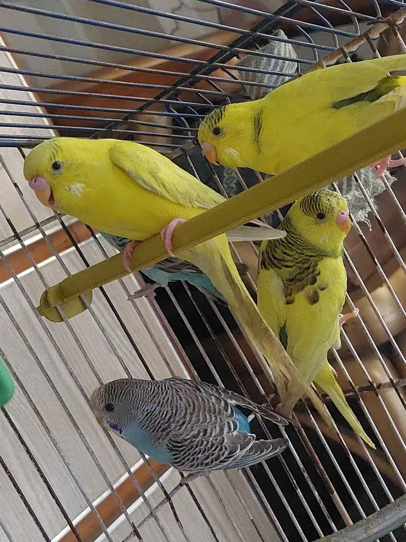 cobalt budgie and bright yellow — photo 4
