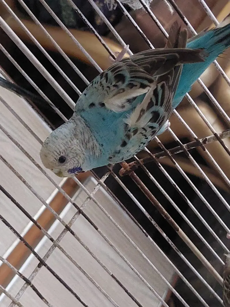 cobalt budgie and bright yellow — photo 5