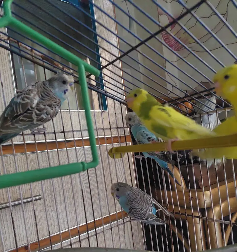 cobalt budgie and bright yellow — photo 6