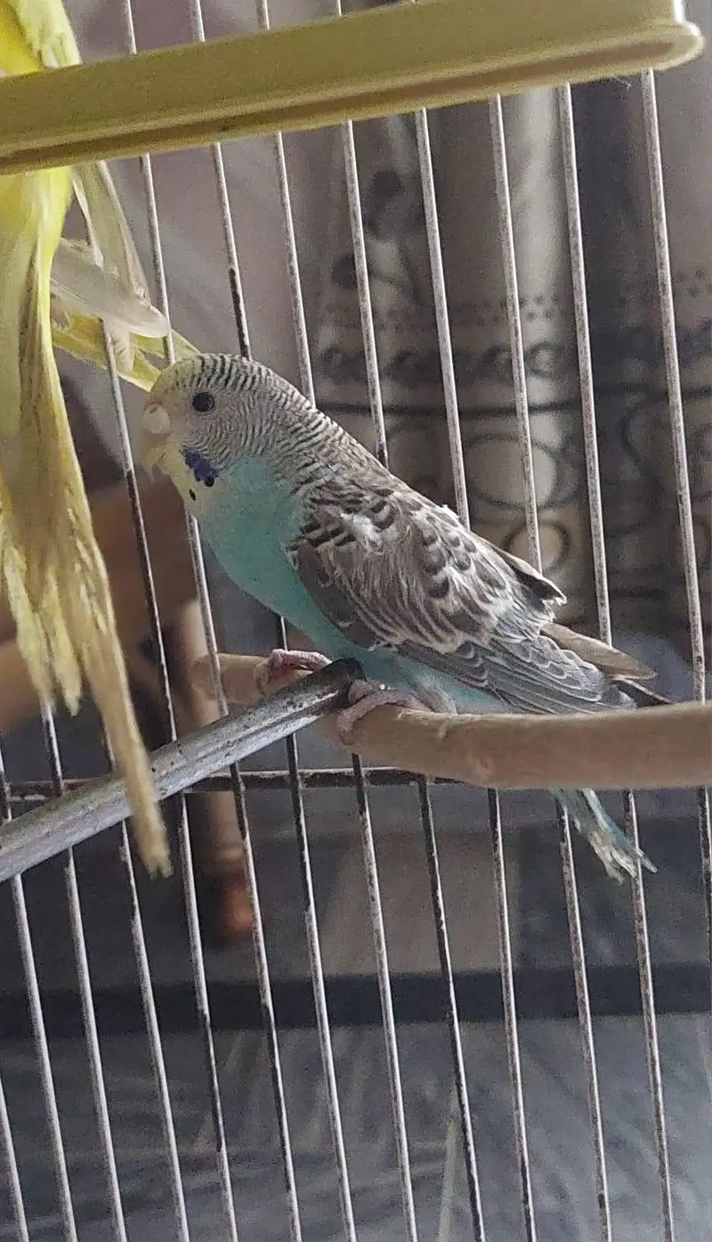 cobalt budgie and bright yellow — photo 7