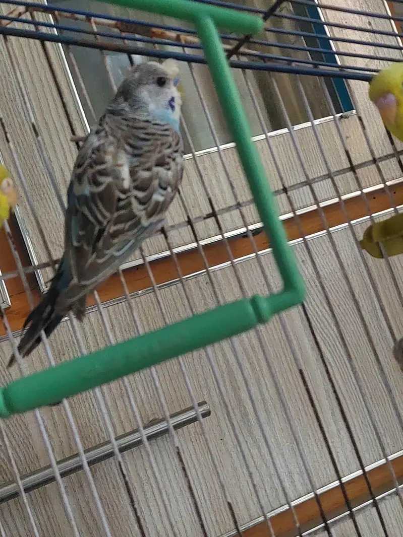 cobalt budgie and bright yellow — photo 8