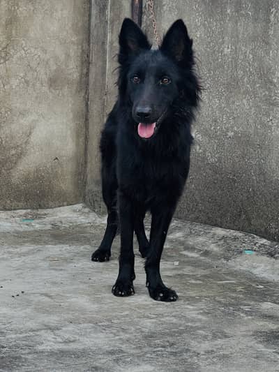 German Shephard Long Coat Female For sale