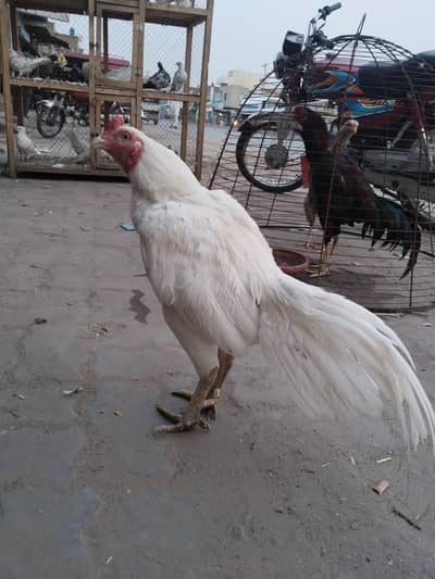murga