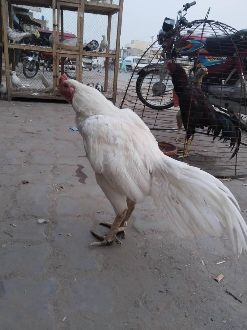 murga 2