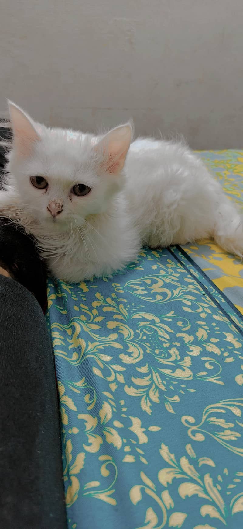 persion cat pair 0