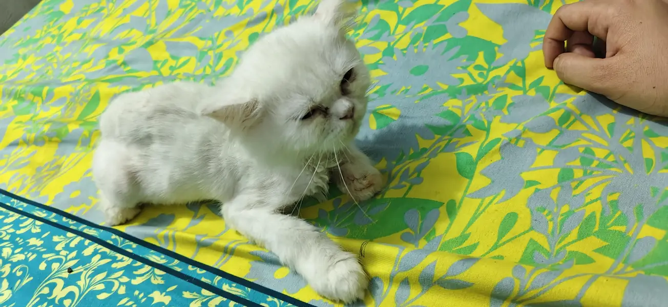 persion cat pair — photo 3
